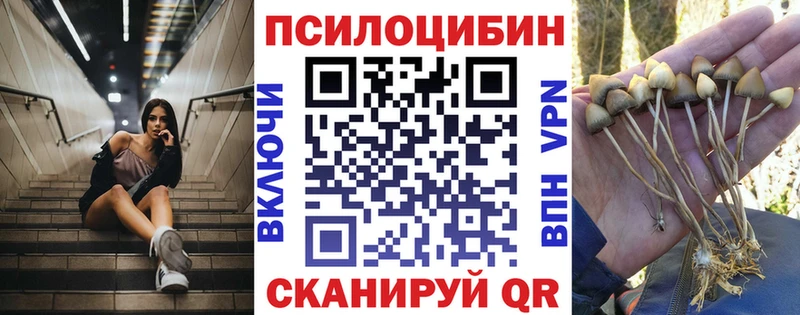 Псилоцибиновые грибы Cubensis  мориарти телеграм  Черногорск 